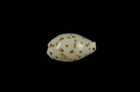 藏品(芝麻寶螺)的圖片